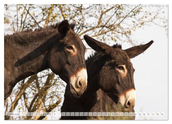Produktbild: Zauberhafte Esel (Wandkalender 2026 DIN A3 quer), CALVENDO Monatskalender