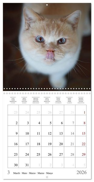 Produktbild: F&eacute;lins au fil des mois (Calendrier mural carr&eacute; 2026 30x30 cm) Calendrier double avec une page pour vos prises de notes