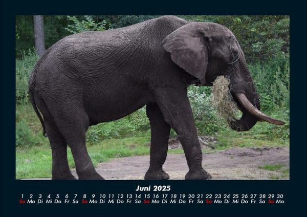 Produktbild: Elefanten 2025 Fotokalender DIN A4