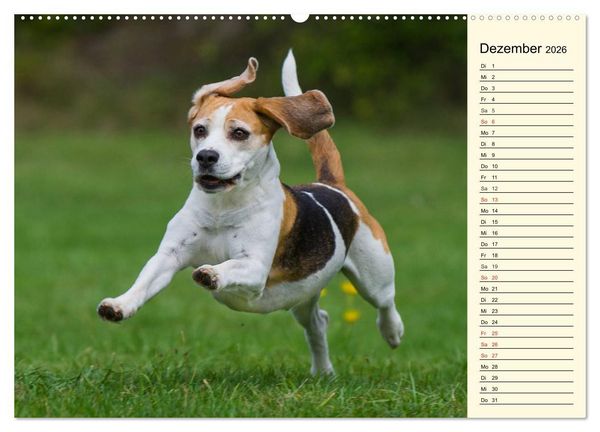 Produktbild: Beagle - Herz auf 4 Pfoten (Wandkalender 2026 DIN A2 quer), CALVENDO Monatskalender