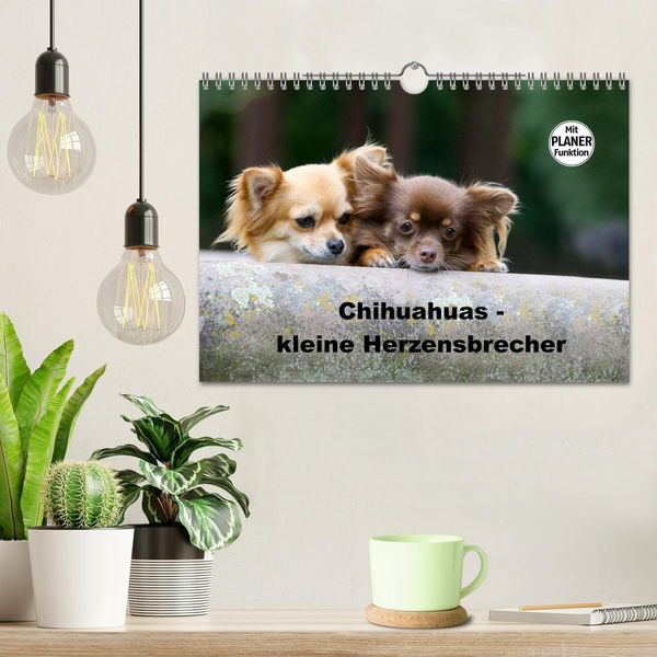 Produktbild: Chihuahuas - kleine Herzensbrecher (Wandkalender 2026 DIN A4 quer), CALVENDO Monatskalender