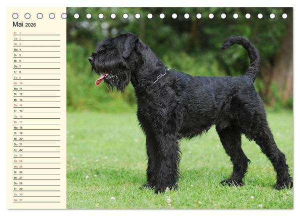 Produktbild: Treuer Freund Riesenschnauzer (Tischkalender 2026 DIN A5 quer), CALVENDO Monatskalender