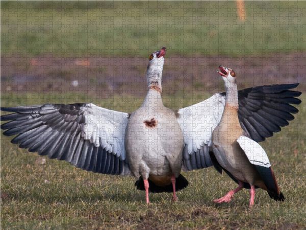Produktbild: CALVENDO Puzzle Balzende Nilg&auml;nse 1000 Teile Lege-Gr&ouml;&szlig;e 64 x 48 cm Foto-Puzzle Bild von Wilfried Martin