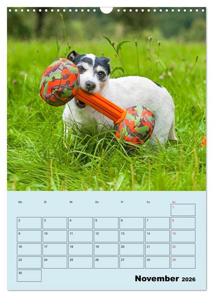 Produktbild: Familienplaner Jack und Parson Russell Terrier (Wandkalender 2026 DIN A3 hoch), CALVENDO Monatskalender