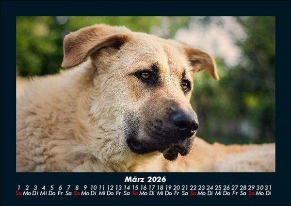 Produktbild: Hunde 2026 Fotokalender DIN A5