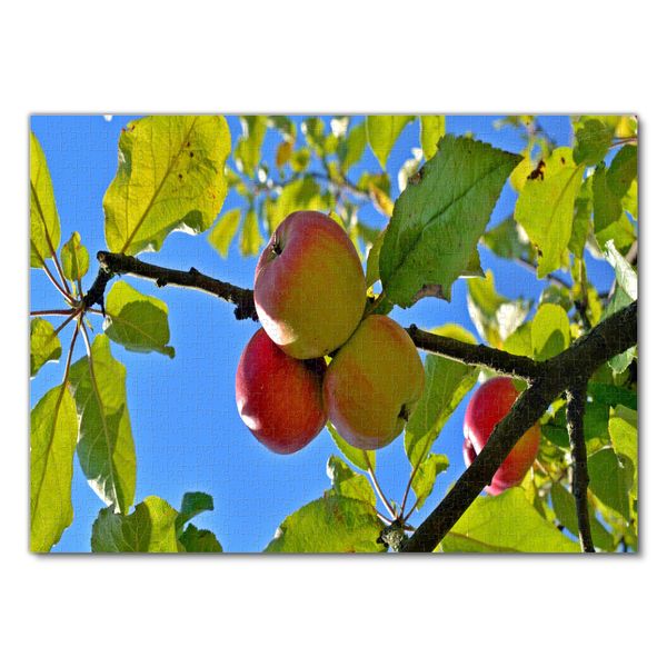 Produktbild: Lais Puzzle &Auml;pfel 1000 Teile
