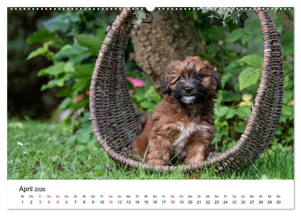 Produktbild: Maltipoo Welpen (hochwertiger Premium Wandkalender 2026 DIN A2 quer), Kunstdruck in Hochglanz