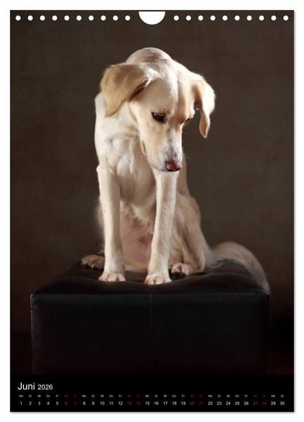 Produktbild: Stille Momente - Die sensible Seite der Hunde (Wandkalender 2026 DIN A4 hoch), CALVENDO Monatskalender