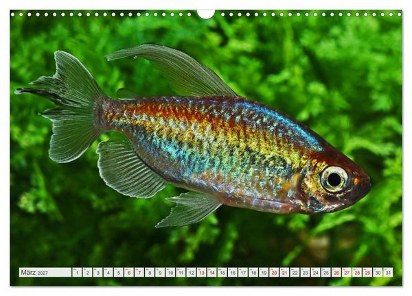 Produktbild: Beliebte Fische der Welt (Wandkalender 2027 DIN A3 quer), CALVENDO Monatskalender