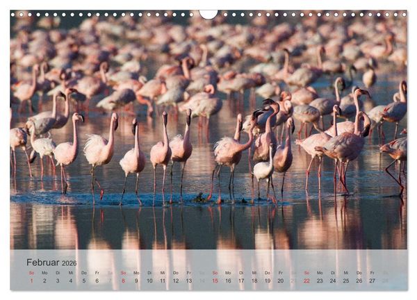 Produktbild: Flamingo Impressionen 2026 (Wandkalender 2026 DIN A3 quer), CALVENDO Monatskalender