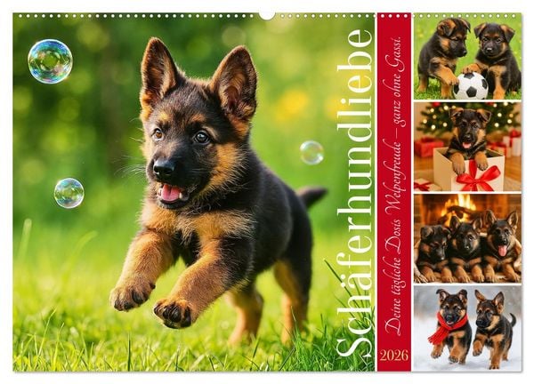 Produktbild: Sch&auml;ferhundliebe - Deine t&auml;gliche Dosis Welpenfreude &ndash; ganz ohne Gassi. (Wandkalender 2026 DIN A2 quer), CALVENDO Monatskalender