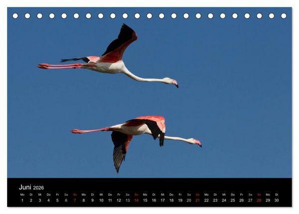 Produktbild: Flamingos der Camargue 2026 (Tischkalender 2026 DIN A5 quer), CALVENDO Monatskalender
