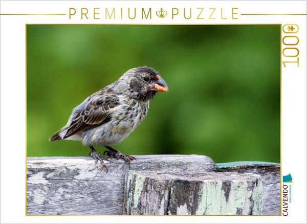 CALVENDO Puzzle Darwinfink Isabela | 1000 Teile Lege-Größe 64 × 48 cm Foto-Puzzle für glückliche Stunden