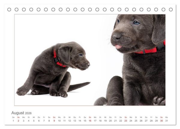 Produktbild: Labradorwelpen - Freunde f&uuml;rs Leben (Tischkalender 2026 DIN A5 quer), CALVENDO Monatskalender
