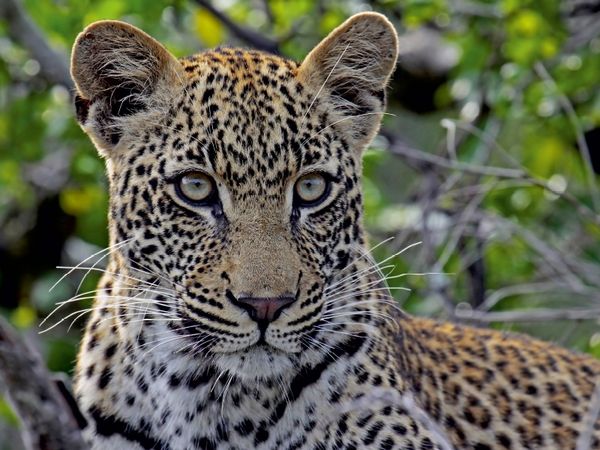 Produktbild: CALVENDO Puzzle Blickkontakt mit Leopard, Afrika | 1000 Teile Lege-Gr&ouml;&szlig;e 64x48cm Foto-Puzzle f&uuml;r gl&uuml;ckliche Stunden