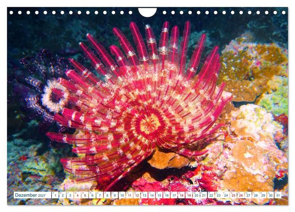 Produktbild: Geheimnisvolle Welt unter Wasser - Nachts am Riff (Wandkalender 2027 DIN A4 quer), CALVENDO Monatskalender