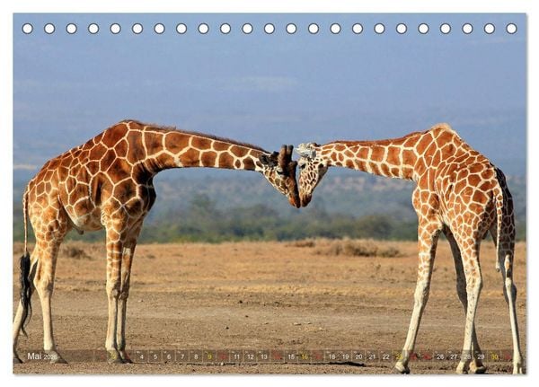 Produktbild: Giraffen - Sanftheit und Anmut (Tischkalender 2026 DIN A5 quer), CALVENDO Monatskalender