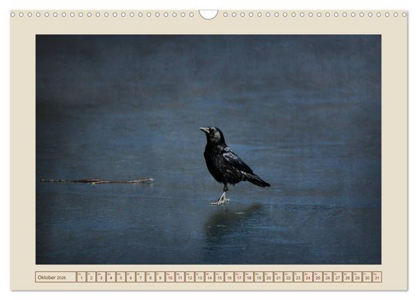 Produktbild: V&ouml;gel am Chemnitzer Schlossteich (Wandkalender 2026 DIN A3 quer), CALVENDO Monatskalender