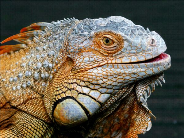Produktbild: CALVENDO Puzzle Gr&uuml;ner Leguan | 1000 Teile Lege-Gr&ouml;&szlig;e 64x48cm Foto-Puzzle f&uuml;r gl&uuml;ckliche Stunden