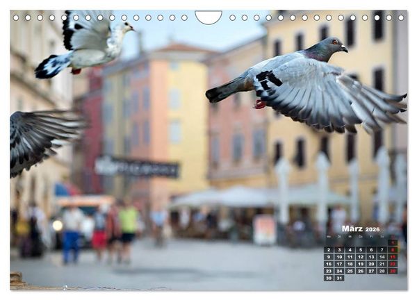 Produktbild: Wie ein Vogel in Rovinj! (Wandkalender 2026 DIN A4 quer), CALVENDO Monatskalender