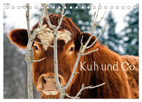 Kuh und Co. (Tischkalender 2024 DIN A5 quer), CALVENDO Monatskalender