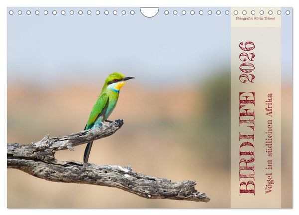 Birdlife - Vögel im südlichen Afrika (Wandkalender 2026 DIN A4 quer), CALVENDO Monatskalender