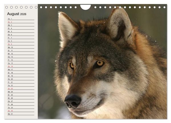 Produktbild: W&ouml;lfe. Verwegene Anmut (Wandkalender 2026 DIN A4 quer), CALVENDO Monatskalender
