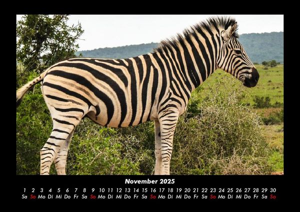 Produktbild: Zebrazauber 2025 Fotokalender DIN A3