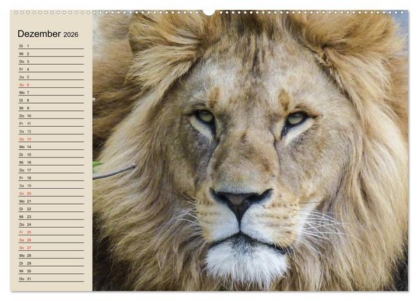 Produktbild: L&ouml;wen. Majest&auml;tische Kraft (Wandkalender 2026 DIN A2 quer), CALVENDO Monatskalender