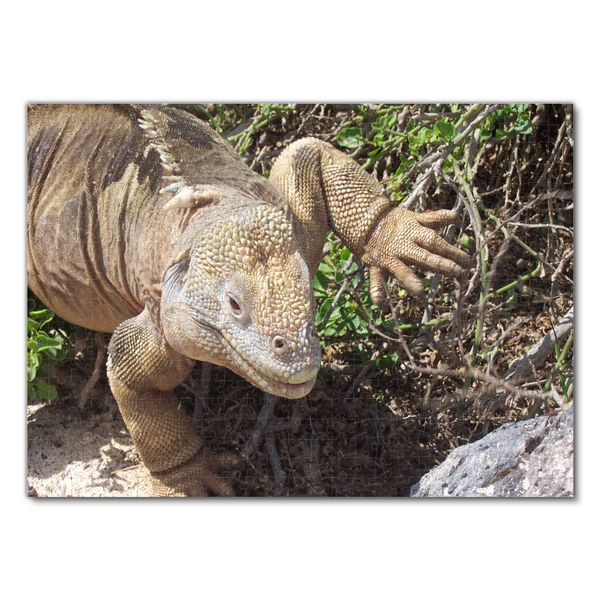 Produktbild: Lais Puzzle Leguan Galapagos 500 Teile