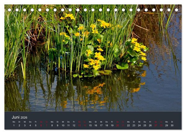 Produktbild: Heimat im Bremer Blockland (Tischkalender 2026 DIN A5 quer), CALVENDO Monatskalender