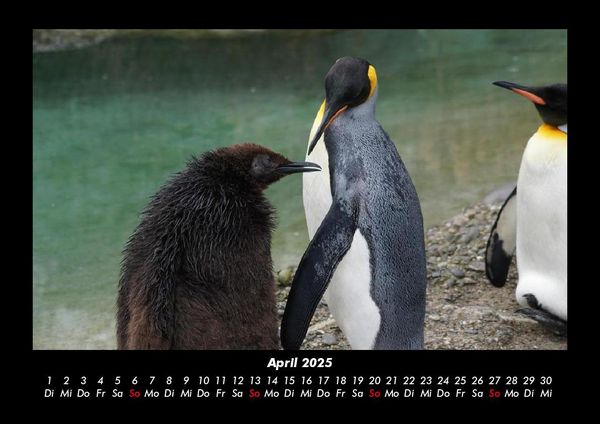 Produktbild: Der Tierkalender 2025 Fotokalender DIN A3