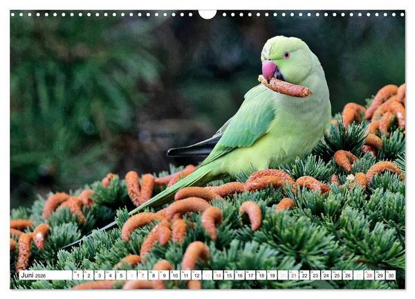 Produktbild: Heimische Gartenv&ouml;gel (Wandkalender 2026 DIN A3 quer), CALVENDO Monatskalender