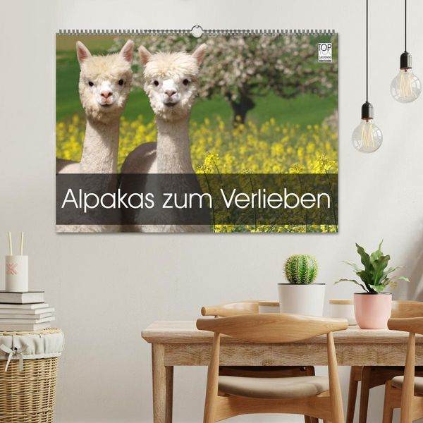 Produktbild: Alpakas zum Verlieben (Wandkalender 2026 DIN A2 quer), CALVENDO Monatskalender