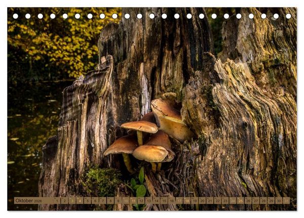 Produktbild: Wildwuchs 2026 (Tischkalender 2026 DIN A5 quer), CALVENDO Monatskalender