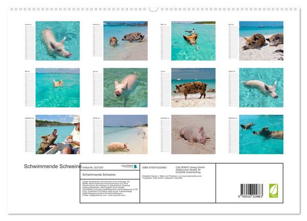 Produktbild: Schwimmende Schweine (hochwertiger Premium Wandkalender 2026 DIN A2 quer), Kunstdruck in Hochglanz