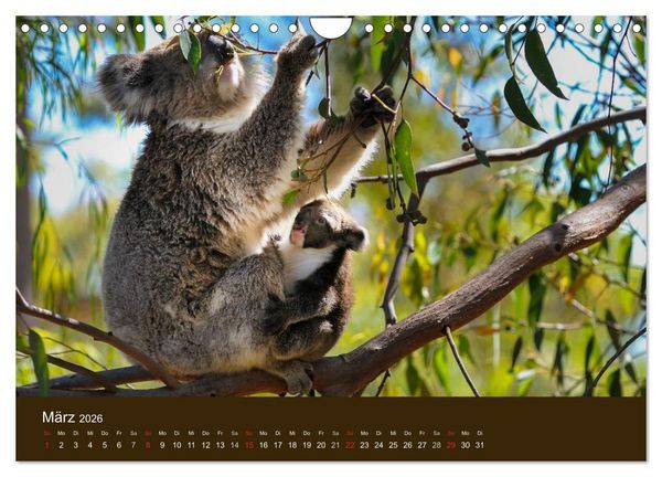 Produktbild: Beuteltiere Australiens (Wandkalender 2026 DIN A4 quer), CALVENDO Monatskalender