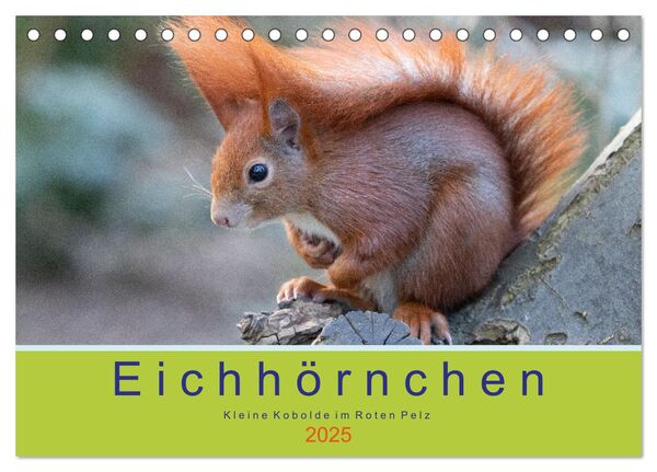DV DESIGN A5 Stickerbogen Eichhörnchen – Glänzende Vinyl-Aufkleber Für Scrapbooking, Auto, Laptop