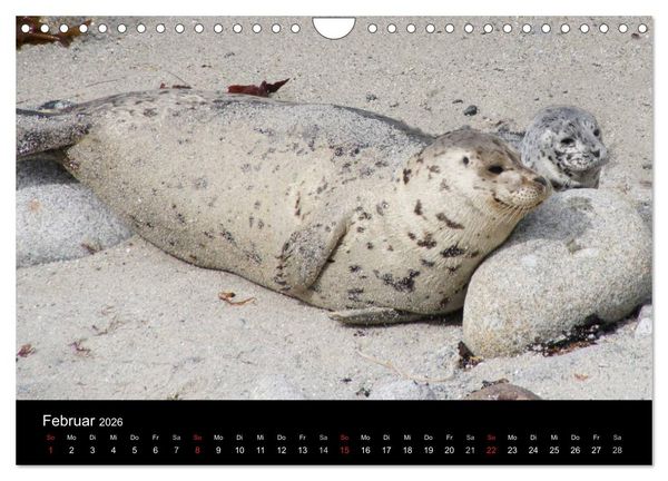 Produktbild: Monterey California (Wandkalender 2026 DIN A4 quer), CALVENDO Monatskalender