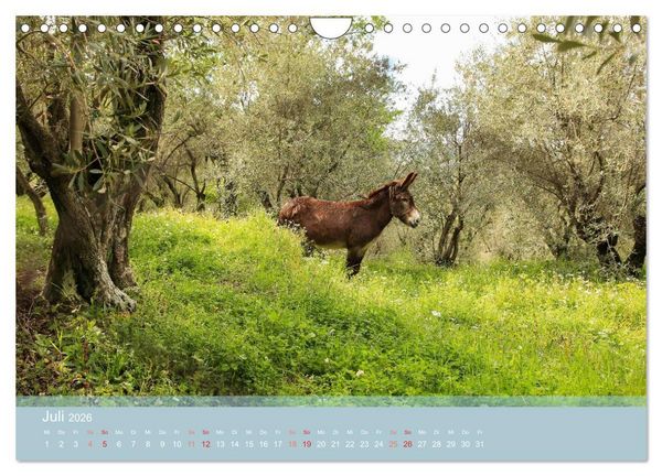 Produktbild: Lesbos - Inselimpressionen (Wandkalender 2026 DIN A4 quer), CALVENDO Monatskalender
