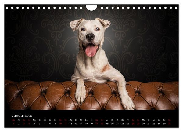 Produktbild: DOGO ARGENTINO (Wandkalender 2026 DIN A4 quer), CALVENDO Monatskalender
