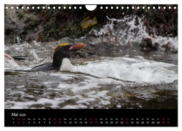 Produktbild: Pinguine - sympathische Fracktr&auml;ger im eisigen S&uuml;den (Wandkalender 2026 DIN A4 quer), CALVENDO Monatskalender