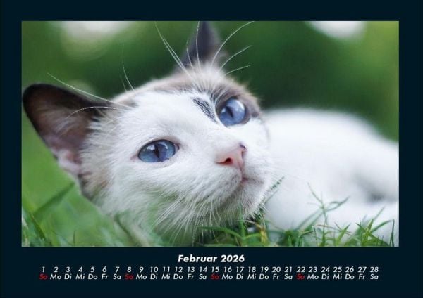 Produktbild: F&uuml;r Katzenfreunde 2026 Fotokalender DIN A4