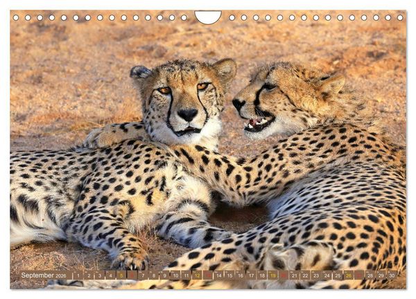Produktbild: Katzen Afrikas (Wandkalender 2026 DIN A4 quer), CALVENDO Monatskalender