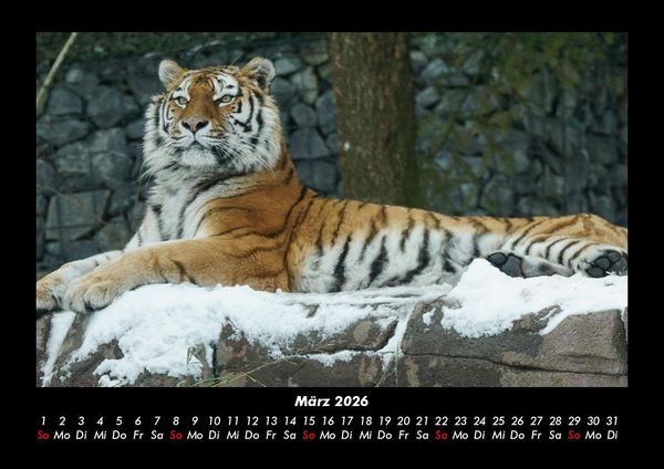 Produktbild: Tiger 2026 Fotokalender DIN A3