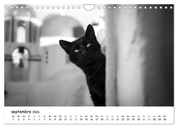 Produktbild: Chats de Santorin - Les princes d'Oia en noir et blanc (Calendrier mural 2026 DIN A4 vertical), CALVENDO calendrier mensuel