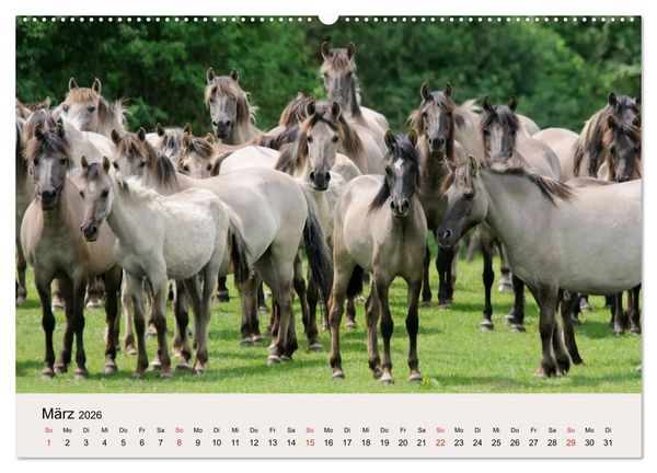 Produktbild: D&uuml;lmener Wildpferde (Wandkalender 2026 DIN A2 quer), CALVENDO Monatskalender