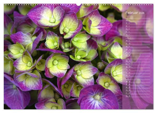 Produktbild: Hortensien / Geburtstagskalender (hochwertiger Premium Wandkalender 2026 DIN A2 quer), Kunstdruck in Hochglanz