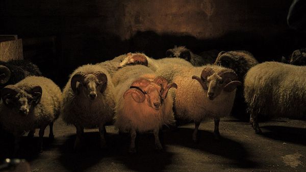 Produktbild: Lamb