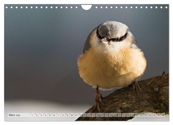 Produktbild: NATUR PUR Heimische Singv&ouml;gel (Wandkalender 2026 DIN A4 quer), CALVENDO Monatskalender